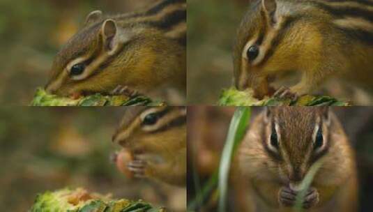 松鼠吃松果高清在线视频素材下载