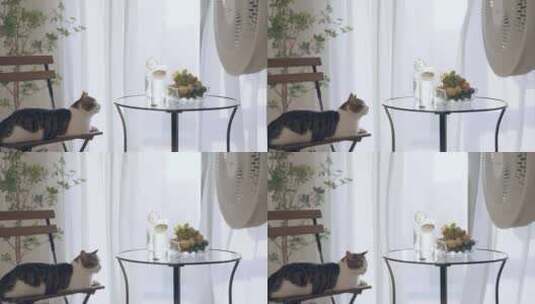 窗边椅子上吹风扇的小猫高清在线视频素材下载