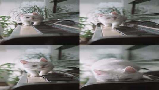 竖屏、钢琴上的猫咪高清在线视频素材下载
