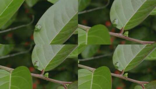 西双版纳热带雨林绿盾虫高清在线视频素材下载
