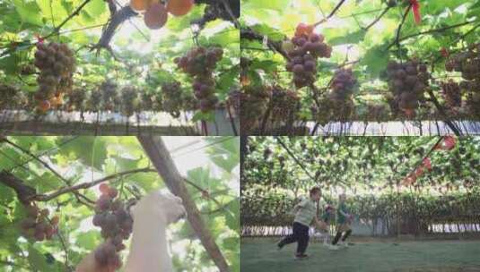 果园 水果 葡萄丰收高清在线视频素材下载