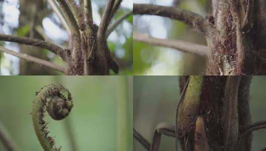 W云南普洱笔筒树（多鳞白桫椤）特写高清在线视频素材下载