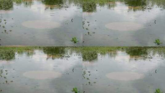 草地积水雨滴涟漪雨水水面慢速高清在线视频素材下载