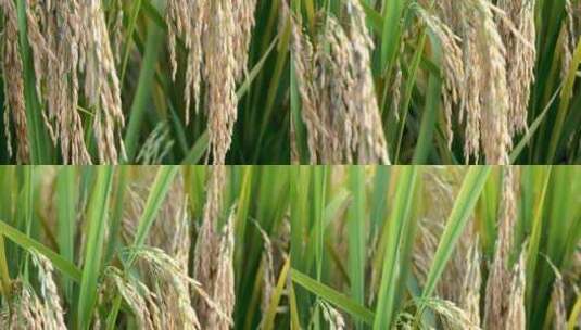 农业稻田水稻大米谷物种植粮食高清在线视频素材下载