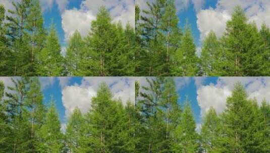 自然风景森林树木蓝天白云高清在线视频素材下载