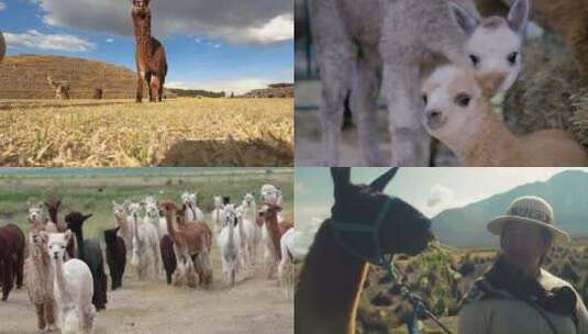 [合集]驯化的南美骆驼高原羊驼喂养高清在线视频素材下载