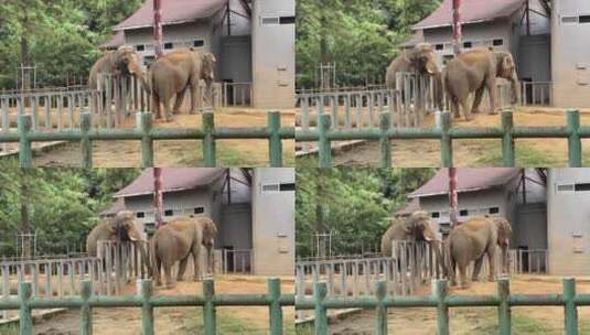 红山动物园大象高清在线视频素材下载