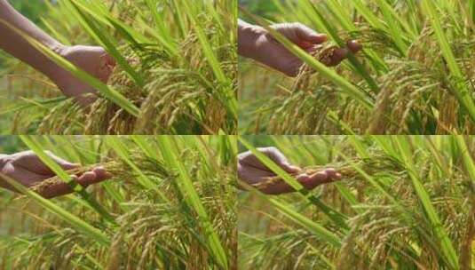 一位亚洲女性走在美丽的稻田里高清在线视频素材下载