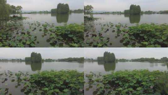 自然风光树枝树叶无锡太湖鼋头渚风景区实拍高清在线视频素材下载