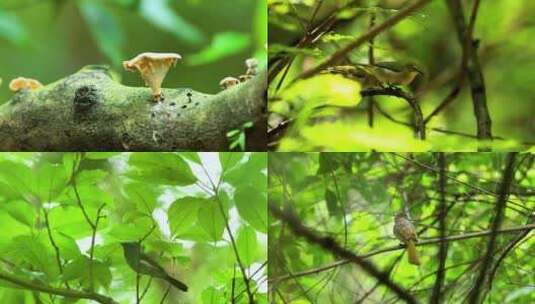 林间小鸟、春天的小鸟高清在线视频素材下载