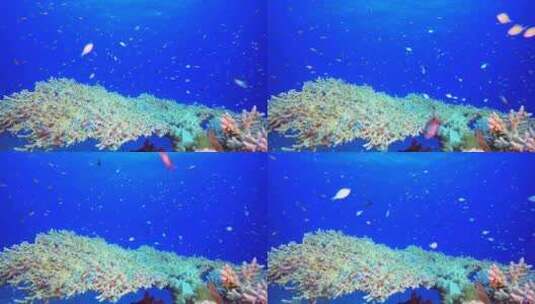 珊瑚花园水下海景高清在线视频素材下载