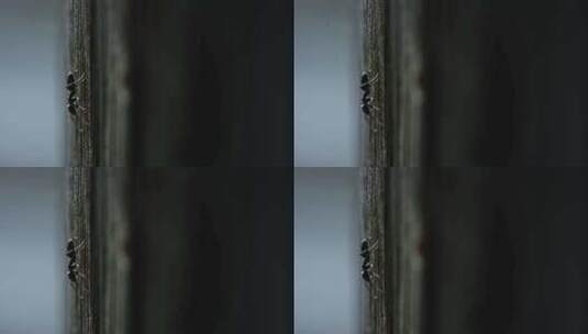 三只蚂蚁在木头表面上行走高清在线视频素材下载