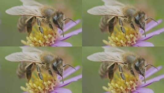 蜜蜂，花，授粉，场高清在线视频素材下载