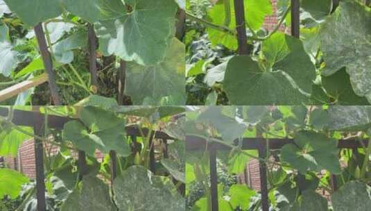 栏杆藤蔓上的南瓜农作物高清在线视频素材下载
