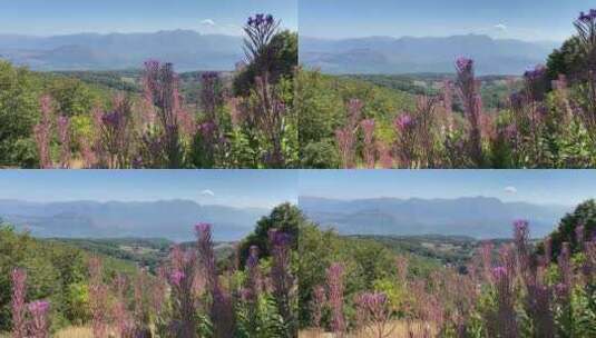 亚平宁山脉背后的花朵特写镜头高清在线视频素材下载