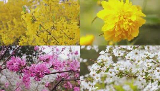 迎春花-野菊-红花檵木-李叶线菊高清在线视频素材下载