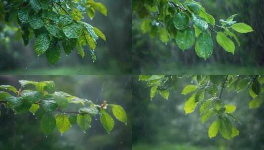 树叶子下雨天雨水水滴雨季ai素材原创户外高清在线视频素材下载