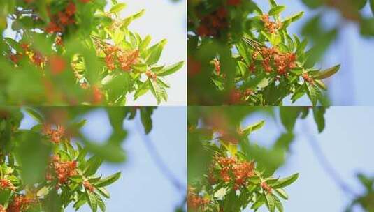 八月桂花香桂树开花秋天中秋节高清在线视频素材下载