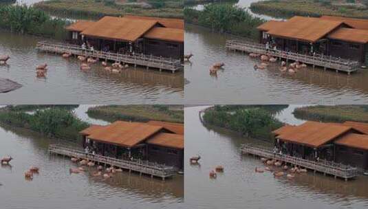 浙江杭州湾国家湿地公园麋鹿高清在线视频素材下载