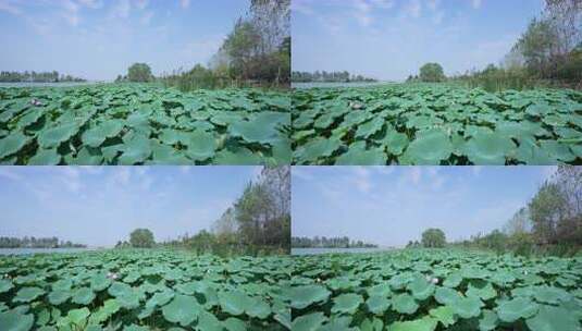 武汉江夏区汤逊湖壹号湿地公园高清在线视频素材下载