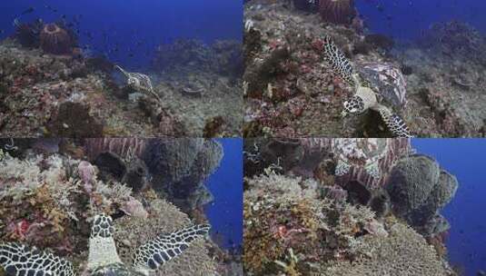 海底海龟近距离拍摄高清在线视频素材下载