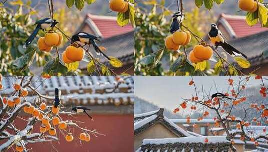 院子里小鸟吃柿子高清在线视频素材下载