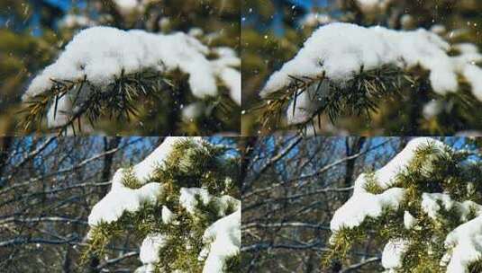 实拍积雪松树大雪纷飞高清在线视频素材下载