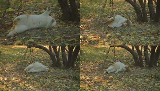 春光橘猫高清在线视频素材下载