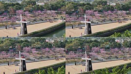 深圳市后海中心河紫花风铃木航拍高清在线视频素材下载