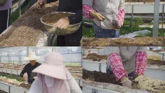 温室内农民正在进行农业劳作高清在线视频素材下载