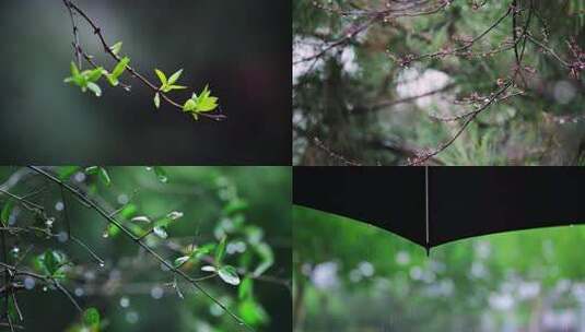 春雨谷雨立春清明惊蛰春分露水  春暖花开高清在线视频素材下载