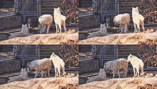 北极狼 狼 犬科 动物 动物园 食肉目高清在线视频素材下载