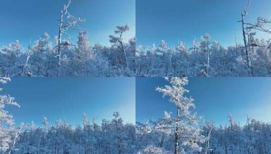 大兴安岭冬季雪域森林视频素材高清在线视频素材下载