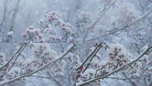 被雪覆盖的开花树枝特写高清在线视频素材下载