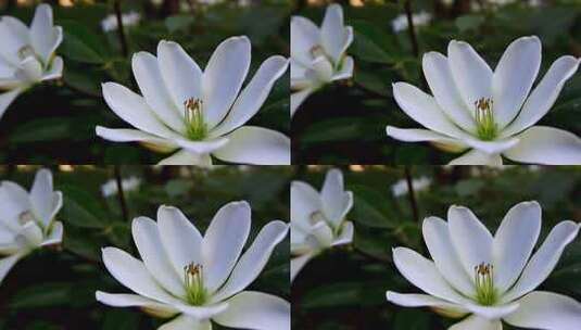 带水珠的白色栀子花花朵特写高清在线视频素材下载