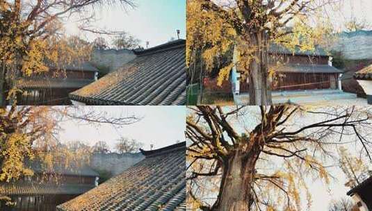 古建筑屋顶覆盖金黄银杏树叶的景象高清在线视频素材下载