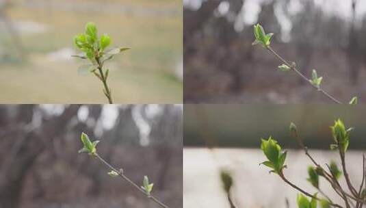 植物春天发芽 长出新叶片高清在线视频素材下载