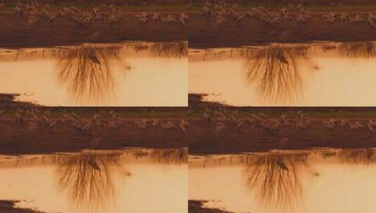 日落时分湖面及湖周围羊群树枝倒影高清在线视频素材下载