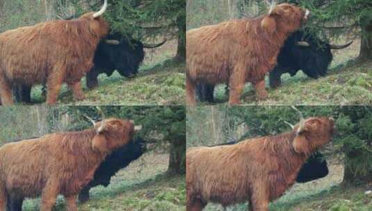 两只野牛一起吃草的镜头高清在线视频素材下载