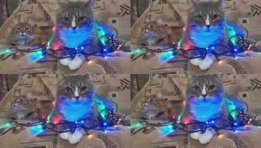 挂圣诞彩灯的猫高清在线视频素材下载