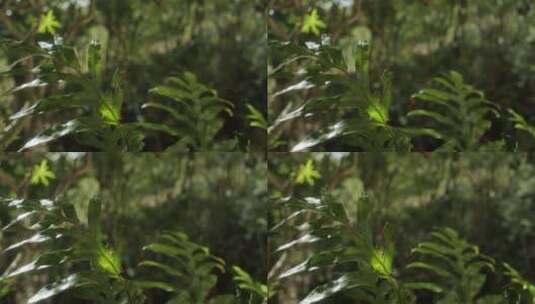 植物受损叶片的特写高清在线视频素材下载