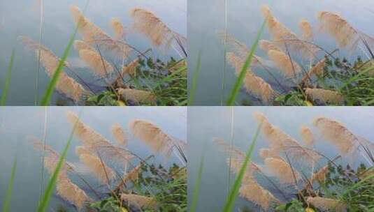 夏天河边黄色芦苇花絮实拍视频高清在线视频素材下载