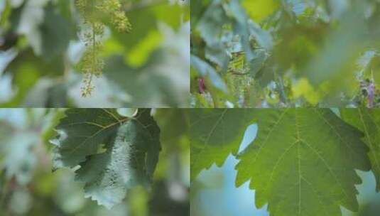 葡萄种植园葡萄叶子特写高清在线视频素材下载
