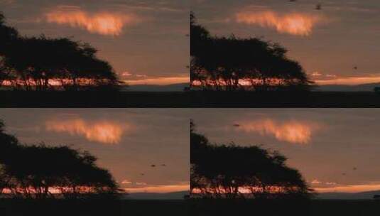 日落时分鸟儿在天空中飞翔高清在线视频素材下载