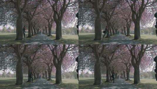 女人穿梭在樱花树下高清在线视频素材下载