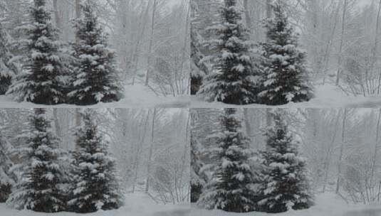 松树上的白雪高清在线视频素材下载