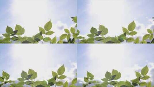 阳光下的树叶在跟踪拍摄高清在线视频素材下载