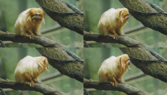 坐在树枝上的金丝猴高清在线视频素材下载