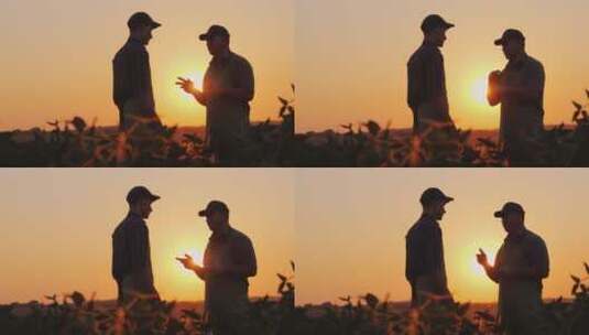日落时分两个男人在麦田里交流高清在线视频素材下载