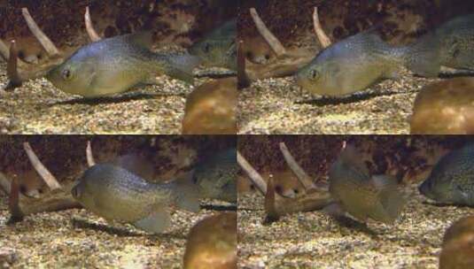 水族馆里的蓝鳃鱼高清在线视频素材下载